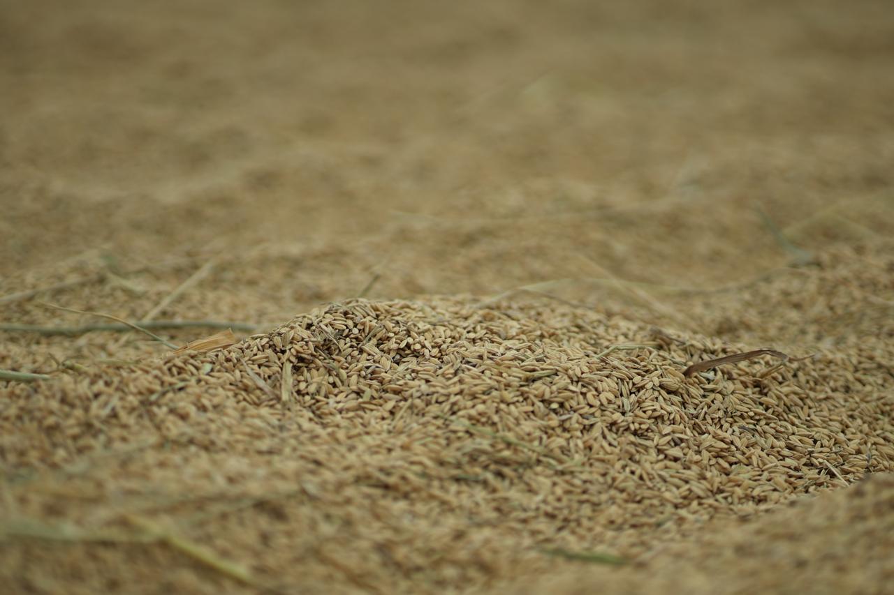 Paddy grain processing — PT Karya Setya Mustikatama